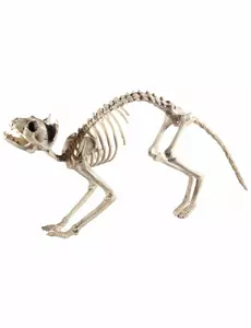 Halloween-dekoration skelettkatt