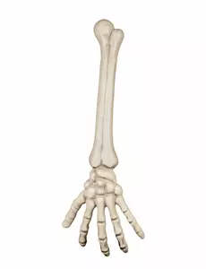 Skelett hand 46 cm Halloween