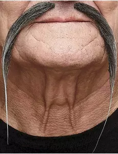Grå kinesisk mustasch vuxen