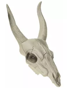 Buffelkranium 14 x 40 cm