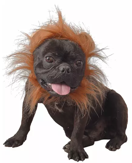 Lejonmaskeraddräkt för hund