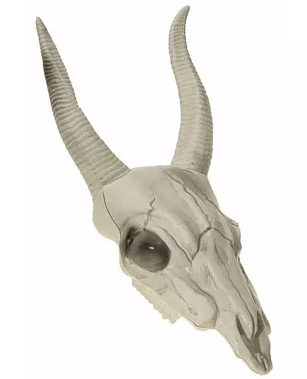 Buffelkranium 14 x 40 cm